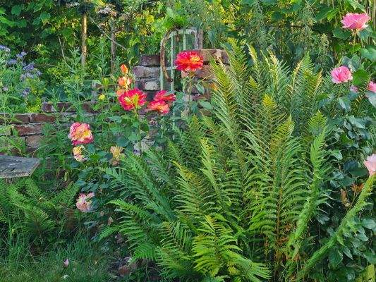 Farne / Rosen / schattige Ruine / Natur pur im Sommer