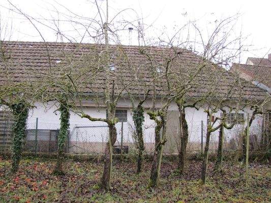 Obstbäume im Garten