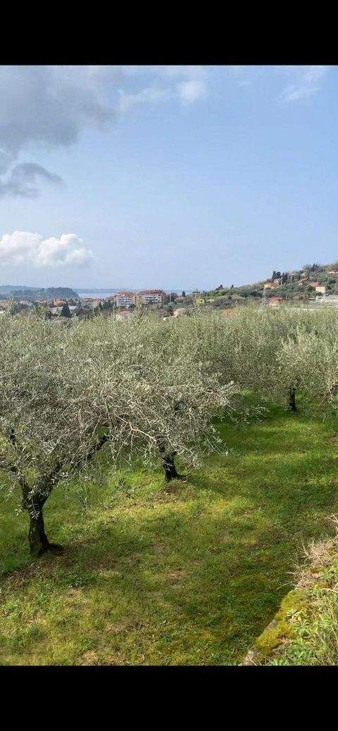 Portoroz Bauernhöfe, Landwirtschaft, Portoroz Forstwirtschaft