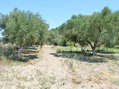 Zakynthos Bauernhöfe, Landwirtschaft, Zakynthos Forstwirtschaft