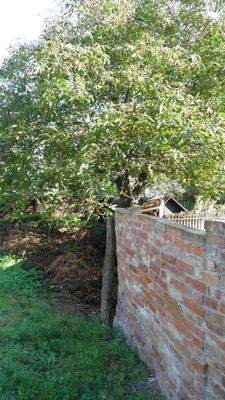 Alte Mauer am hinteren Grundstücksrand 