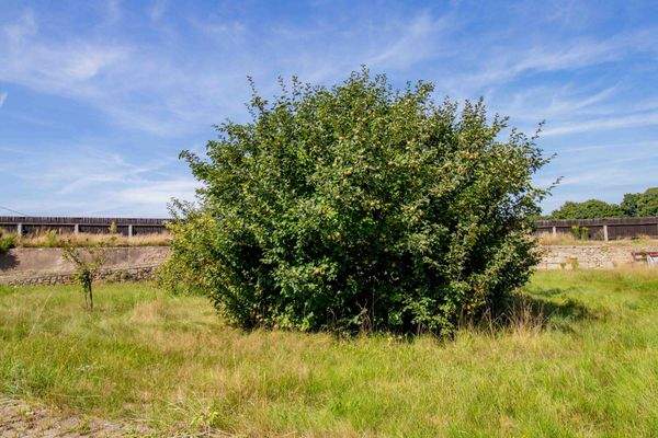 grüner Außenbereich