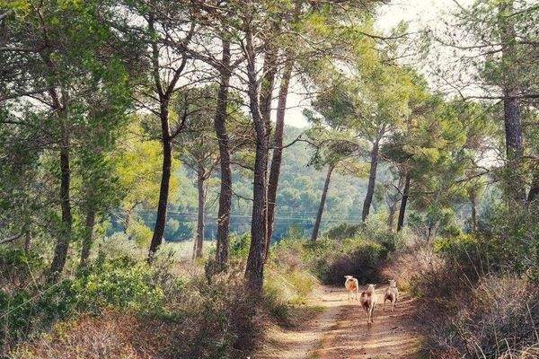 176_09_San Lorenzo_Anwesen_Wald