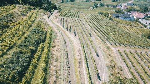 Mitterarnsdorf Bauernhöfe, Landwirtschaft, Mitterarnsdorf Forstwirtschaft