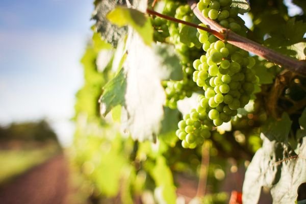 Weinreben 