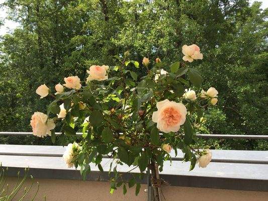 Blick von der Dachterrasse