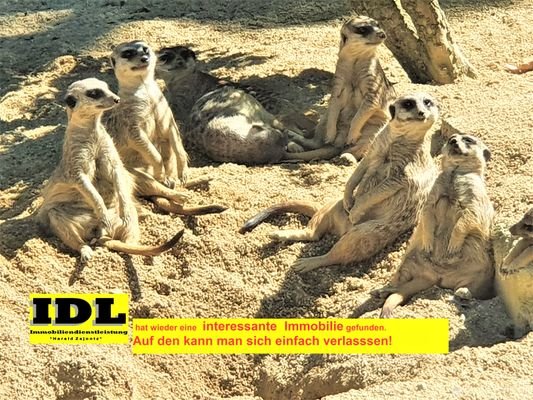 Erdmännchen.jpg