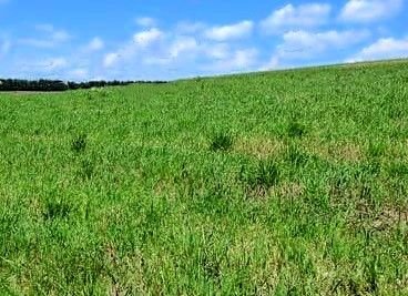 Ilmenau Bauernhöfe, Landwirtschaft, Ilmenau Forstwirtschaft