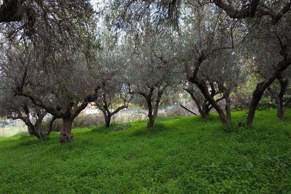 Kreta, Kalyves: Grundstück mit bezauberndem Meerblick zu verkaufen, nur wenige Schritte vom Strand entfernt