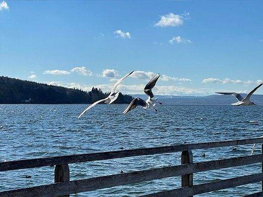 Möwen am Dampfersteg.jpg