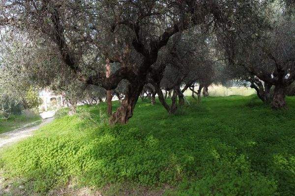 Kreta, Kalyves: Grundstück mit bezauberndem Meerblick zu verkaufen, nur wenige Schritte vom Strand entfernt