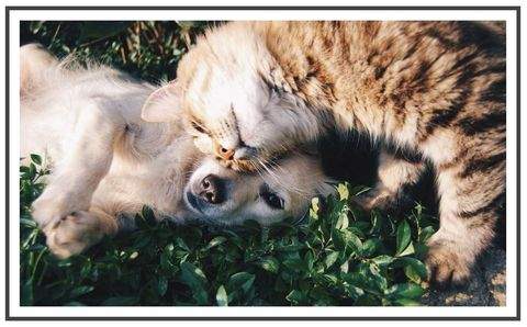 Berlin Wohnungen, Berlin Wohnung mieten