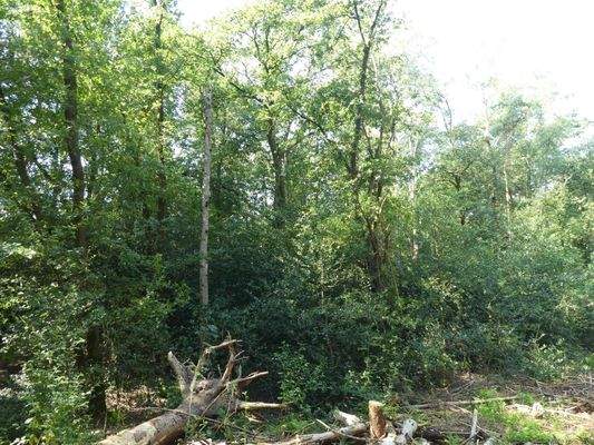 Position 4 Waldfläche