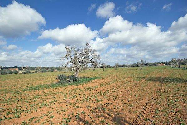 Grundstück kaufen in Ses Salines