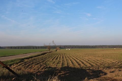 Raguhn Bauernhöfe, Landwirtschaft, Raguhn Forstwirtschaft