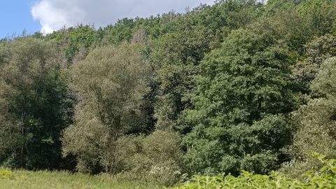 Schmalkalden Bauernhöfe, Landwirtschaft, Schmalkalden Forstwirtschaft