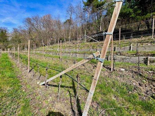 Kaltern-KalternamSee-KalternanderWeinstraße-Caldaro-Caldaroallago-Caldarosullastradadelvino-Weingarten-Weingut-vegneto-vigneti-Ruländer-Sonne-sole-Wein-Vino-Kaufen-acquistare