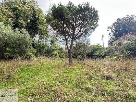 Freifläche im Garten