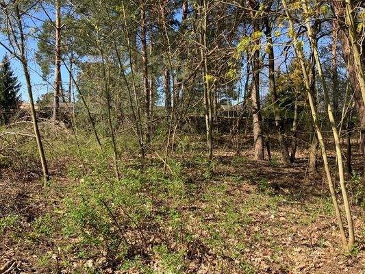 Blick vom Wald auf das Grundstück