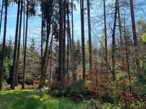 Starnberg Bauernhöfe, Landwirtschaft, Starnberg Forstwirtschaft