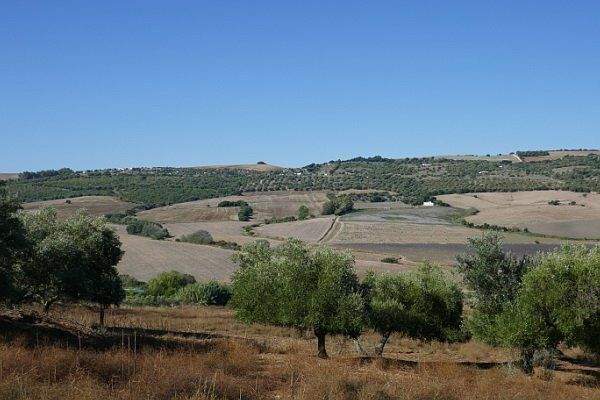 Grundstück ist mit Bäumen gesäumt