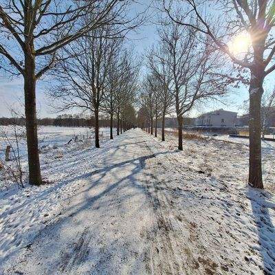Winterimpressionen - Allee