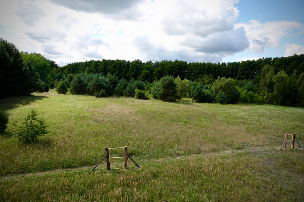 Blick vom Haus ins Grundstück