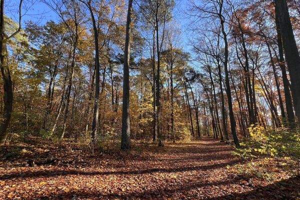 Waldwege hinterm Haus