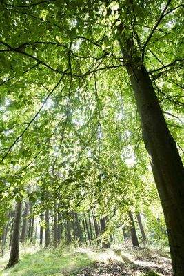 Waldimpressionen auf eigenem Grundstück