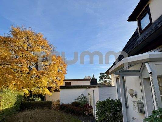 Imposanter "Gemütsanker" Ahorn im Südosten