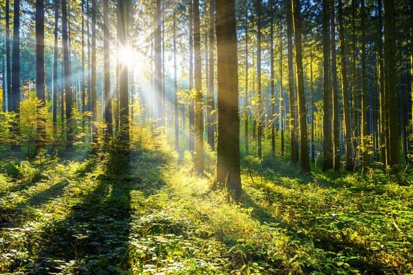 Wald mit Sonne