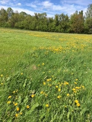 Grundstück im Grünen