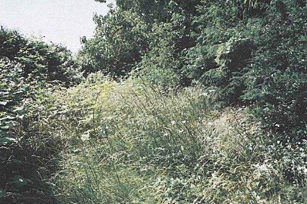 Ansicht hinterer Gartenbereich