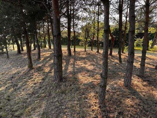 Baumbestand auf dem Grundtück