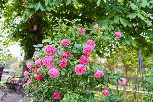 Die fröhlichen Rosen
