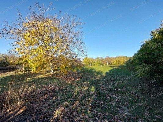 Garten mit Obstbäumen im Herbst