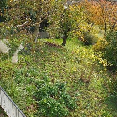 Blick in den Garten