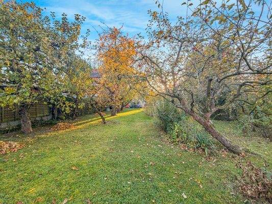 Streuobstwiese/Garten