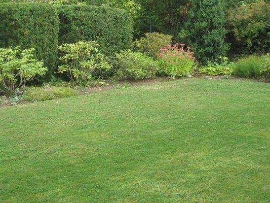 eingewachsenes Grundstück.JPG