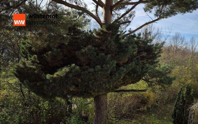 Hausgarten mit altem Baumbestand