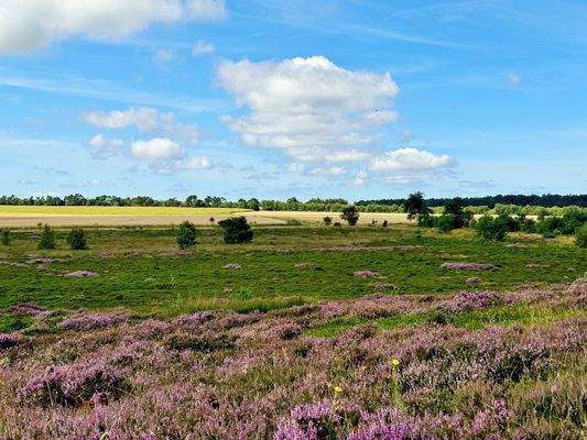 Wander- und Reitwege durch die Heide.jpg