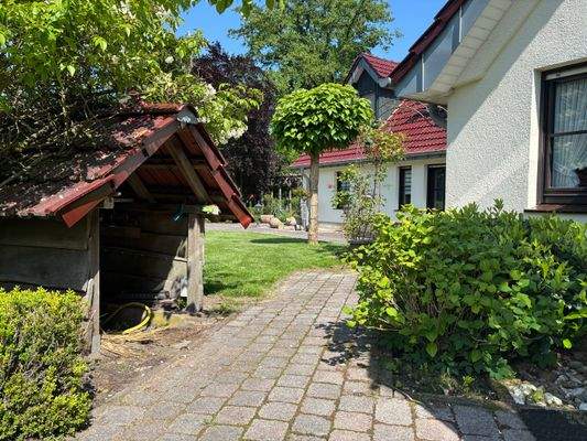 Herrlicher Kugel-Ahorn