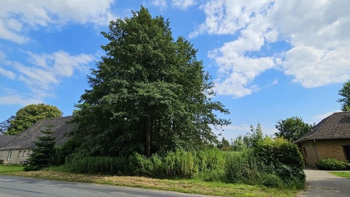 Bauplatz mit Bäumen vorn links