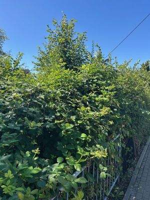 Hier kann ein wunderschöner Garten entstehen!