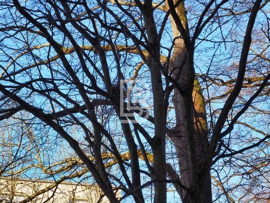 Baum vor dem Balkon 