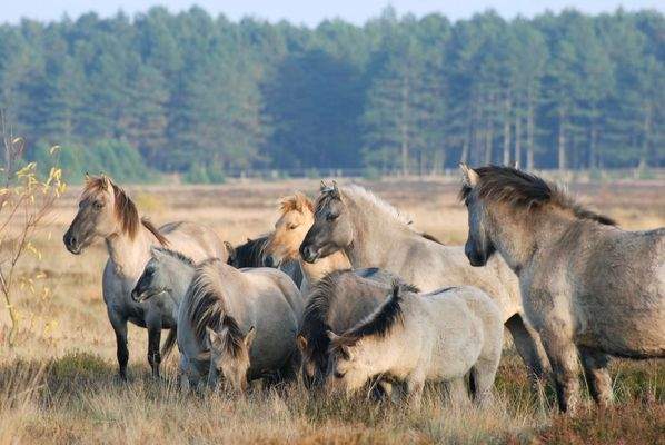Wildpferde in der angrenzenden Heide.jpg