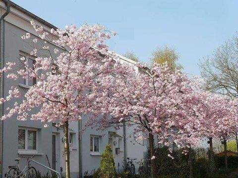 Bernau Häuser, Bernau Haus kaufen