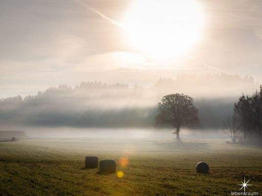 Wiese Moosburg zum Verkauf