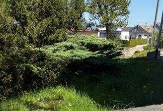 Ausblick vom Garten zur Straße