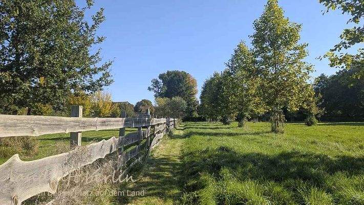 Gut gedeihende Neupflanzungen, Mitte Hintergrund die großen Bäume beim Lehnschulzenhaus.jpg